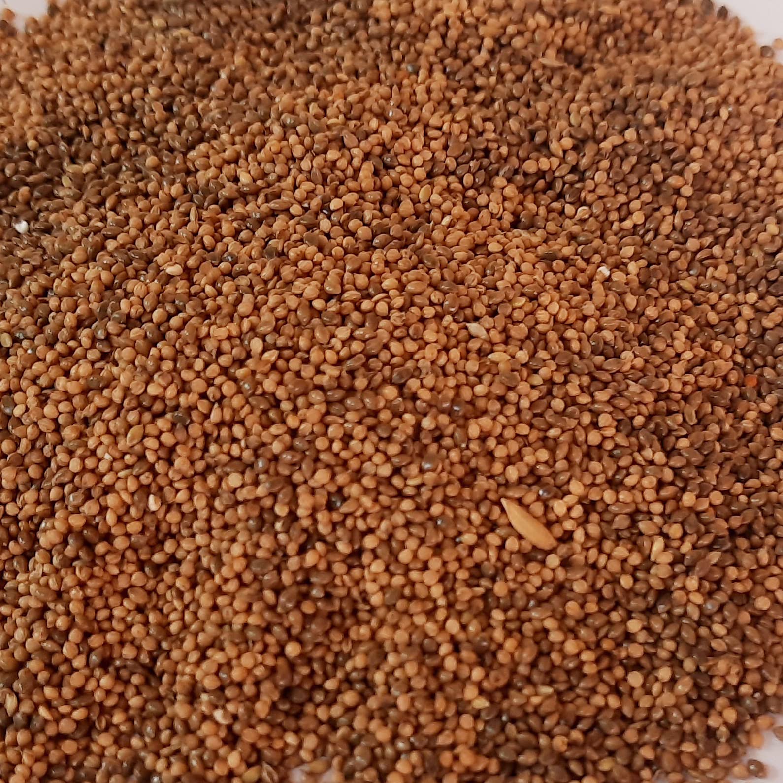 Foxtail Millets (Kangni)(Thinai) For All Kind Of Bird Feeding Food In Home. Parrots,Finches And Love Birds...Etc (1000 Gram), All Life Stages (B0CCNX4BFT) Amazon Price History, Amazon Price Tracker