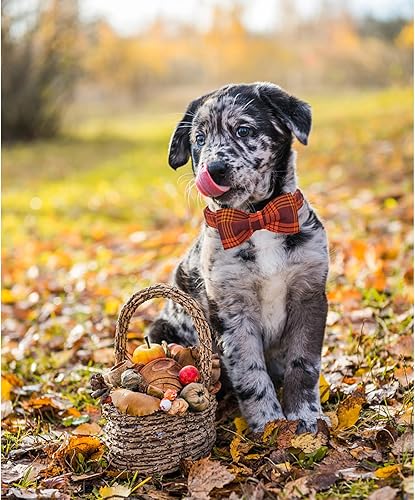 Miniatura 4 de Lionheart glory Collar de perro de otoño con lazo a cuadros, collar de perro con lazo, collar de perro para mascotas, collar de perro, lazos