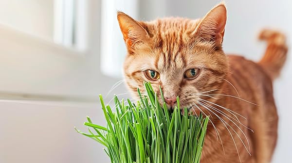 VANDAS Erba per Gatti – Pianta in Vaso 14 cm | Pronta al Consumo | Naturale e Sicura Senza Pesticidi | Uso Interno ed Esterno (1) - 4