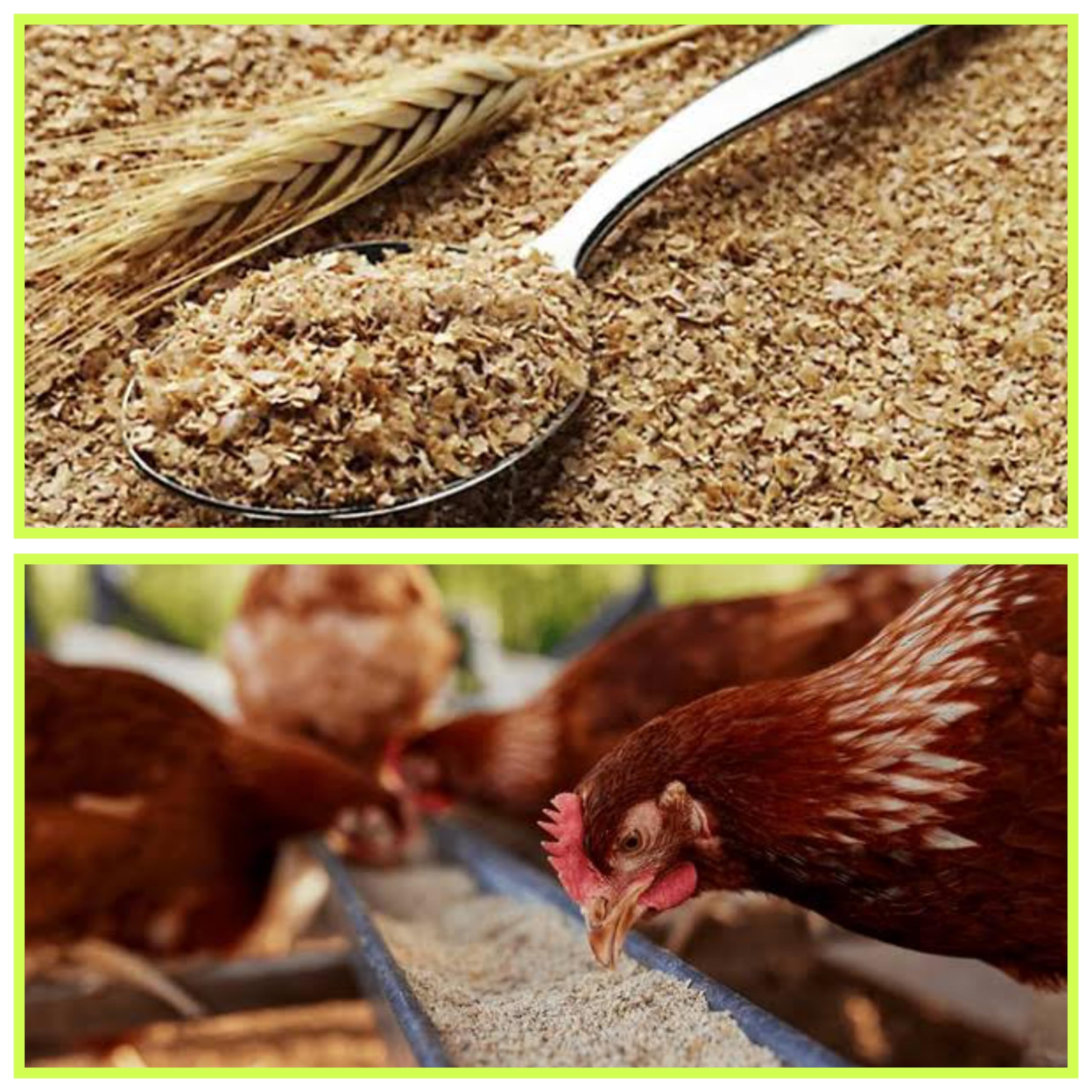 RAJA Groups of Healthy Feeds Godhumai Thavidu/Wheat Rough bran Animal Feed Goats, Cows and Chickens - (Pack of 1kg)