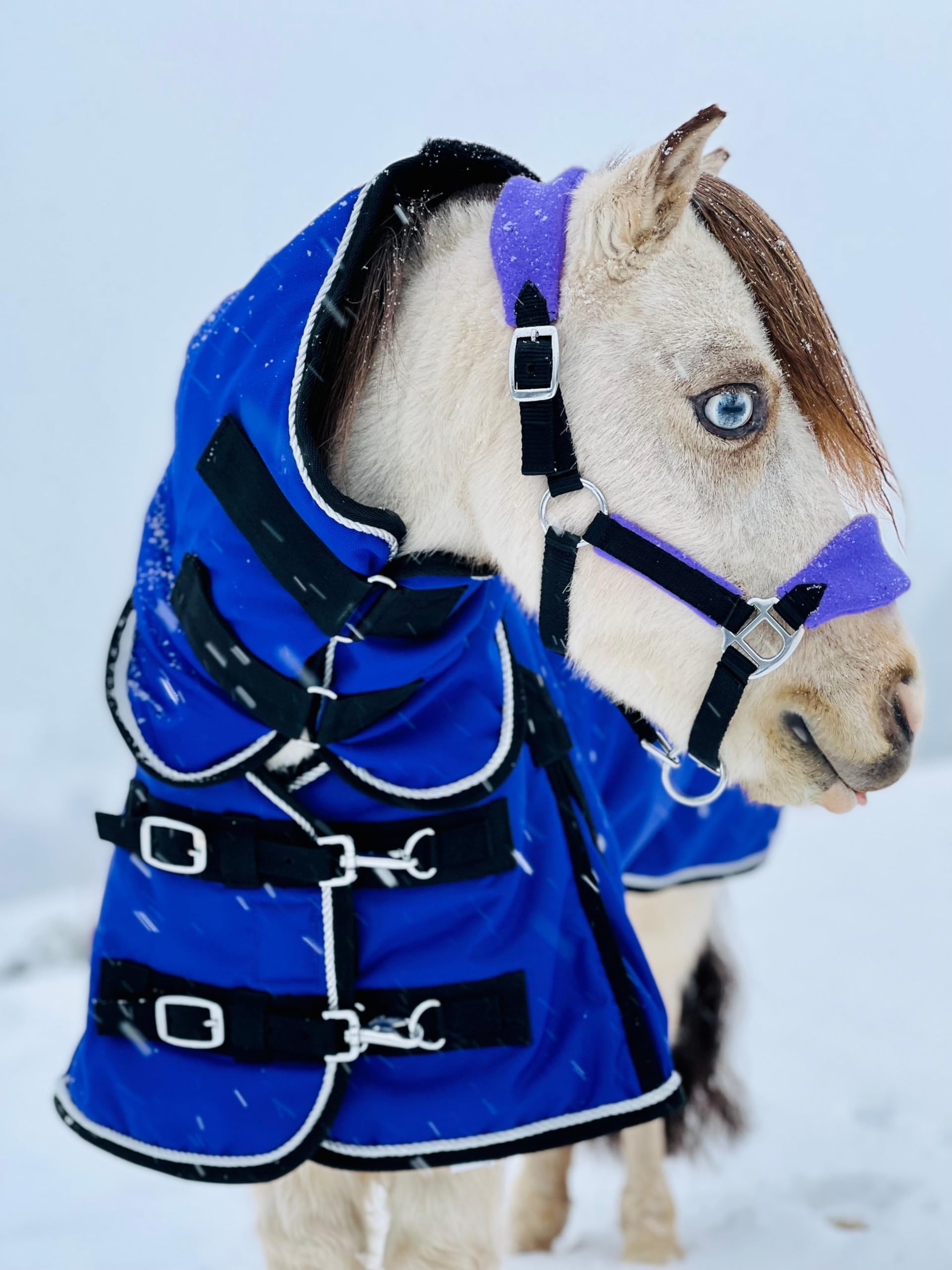 Mini-Pony Horse Ripstop Waterproof Windproof Blanket Hooded Lightweight Turnout Rain Sheet Breathable Lining 1200 Denier Material 350 Fill (42-44