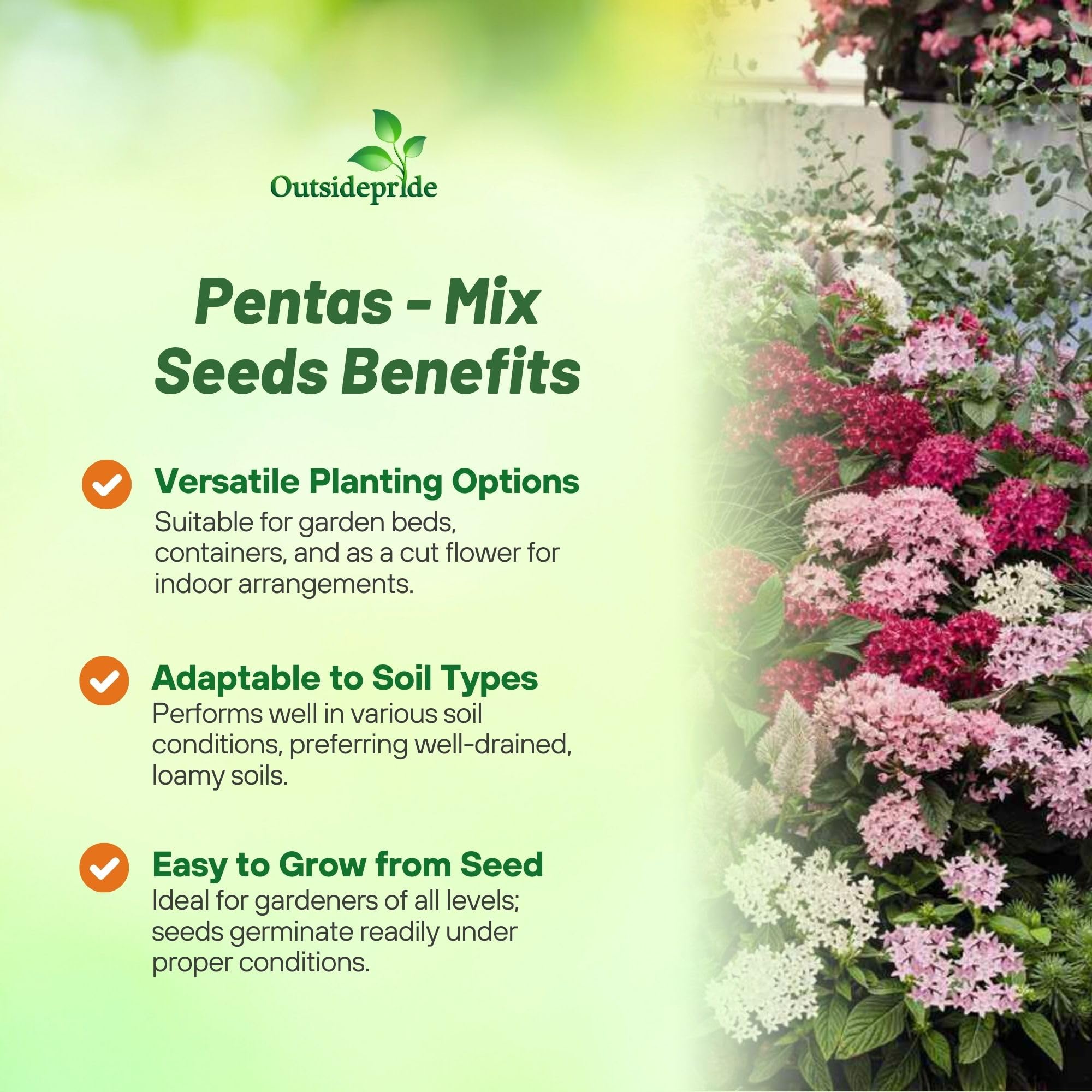 Amazon.com : Outsidepride Mix Pentas Seeds - 50 Pcs Perennial Flower Seeds  for Planting with Nectar-Rich, Star-Shaped Blooms Attractive to Butterflies  & Hummingbirds, for Containers & Garden Borders : Penta Plants :