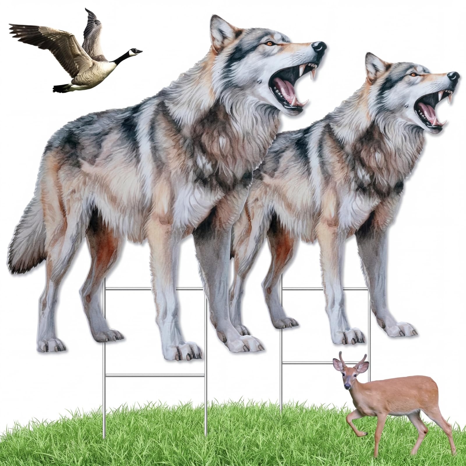 Photo 1 of Qualirey Coyote Decoy 2 Pack