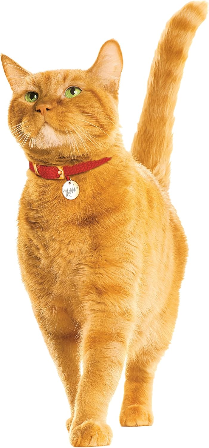 9Lives Meaty Paté With Real Beef Wet Cat Food, 13 Ounce (Pack of 12) : Pet Supplies