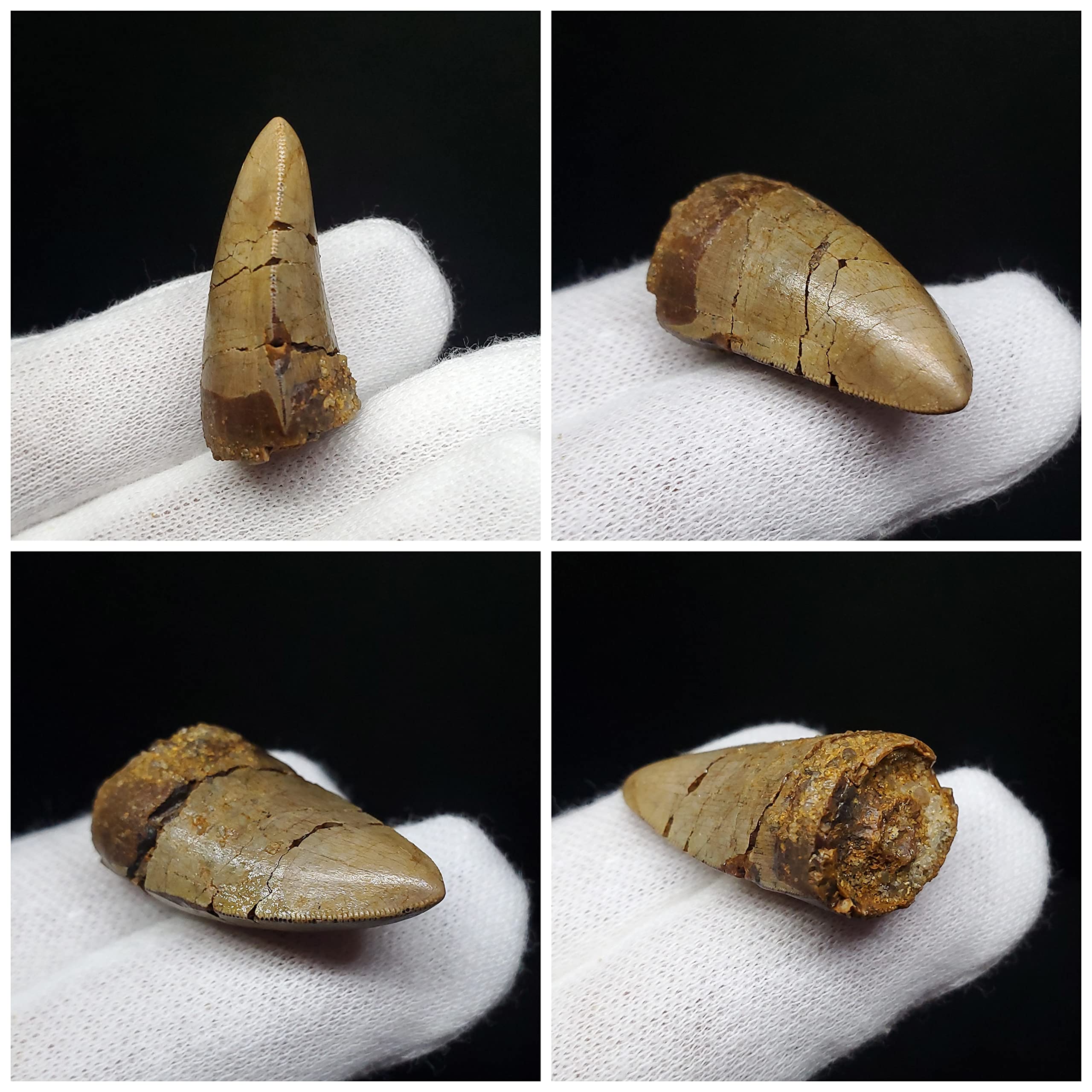 博物館級 メガロサウルス 恐竜 歯 化石 本物 29.36mm fr69 Amazon | 【化石専門店 LOLO】博物館級 メガロサウルス 恐竜 歯 化石