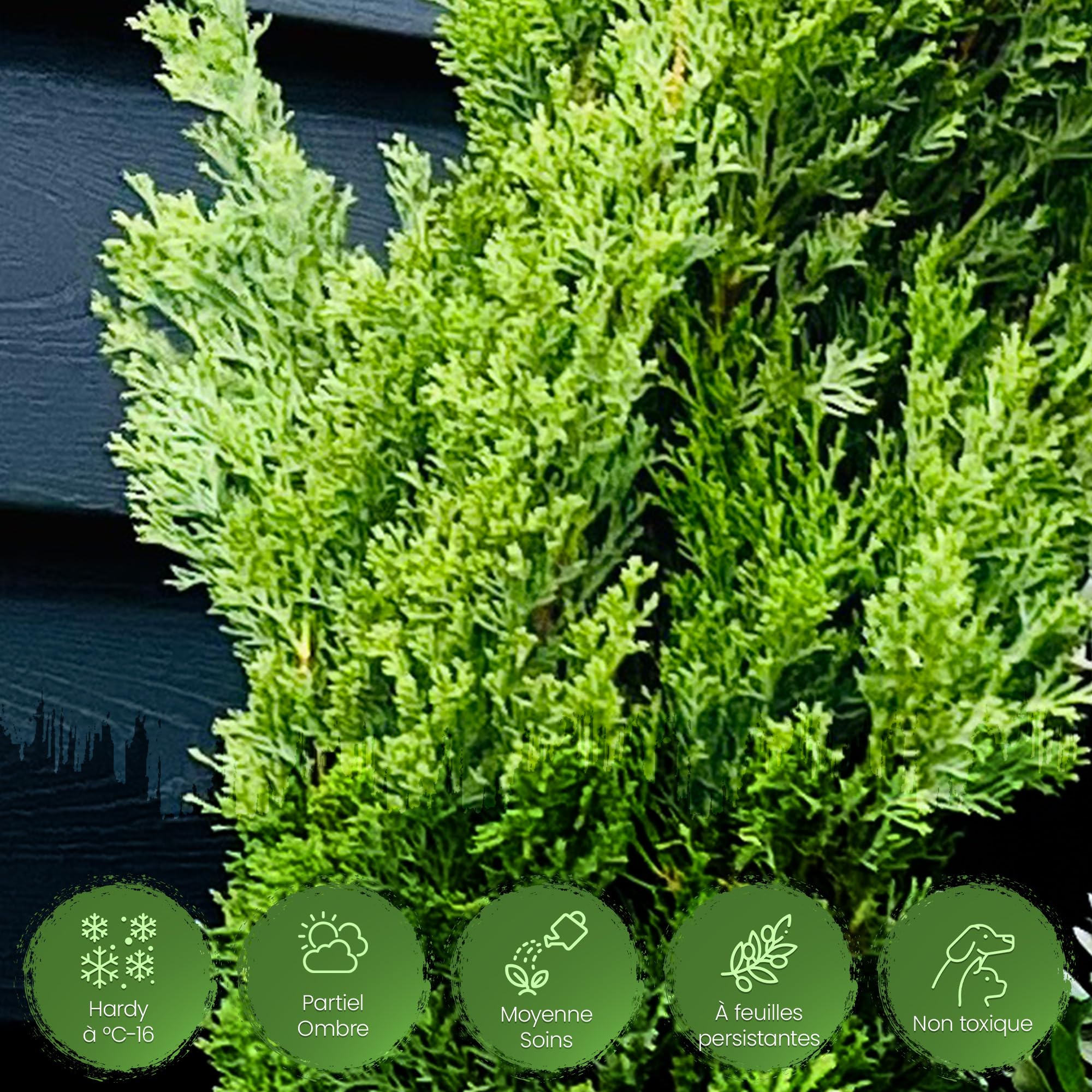 Tropictrees Cypres d'Italie Rustique - Cupressus Semperviren avec 120 cm de Hauteur - Véritable Arbre pour l'intérieur et l'extérieur - Plante Exterieur Jardin en Pot