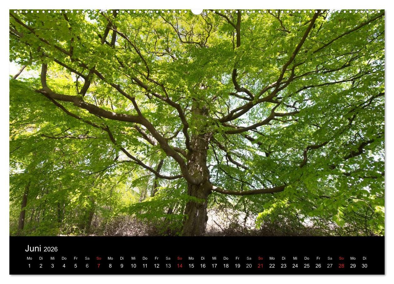 Mecklenburg - Vorpommern (Wandkalender 2026 DIN A2 quer), CALVENDO Monatskalender: Jahreskalender M/V von der Ostsee bis zur Mecklenburger Schweiz (CALVENDO Natur)