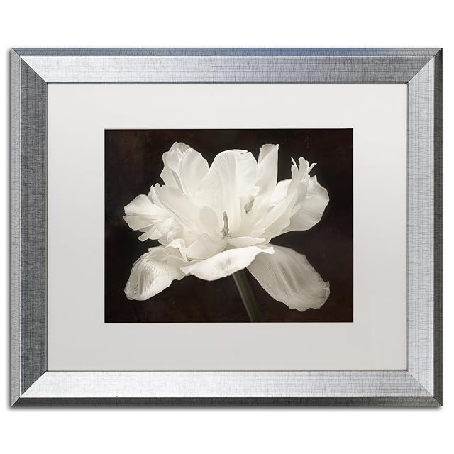 Trademark Fine Art White Tulip I White Matted Silver Frame by Cora Niele 16x20