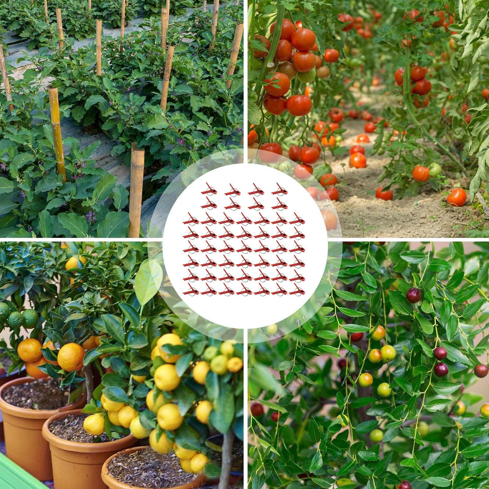 Clips de injerto de plantas, clips de injerto de vegetales | Paquete de 50 abrazaderas de fijación de plantas,Soporte de escalada en la connectas para una enredadera de vegetales, conector de jardiner