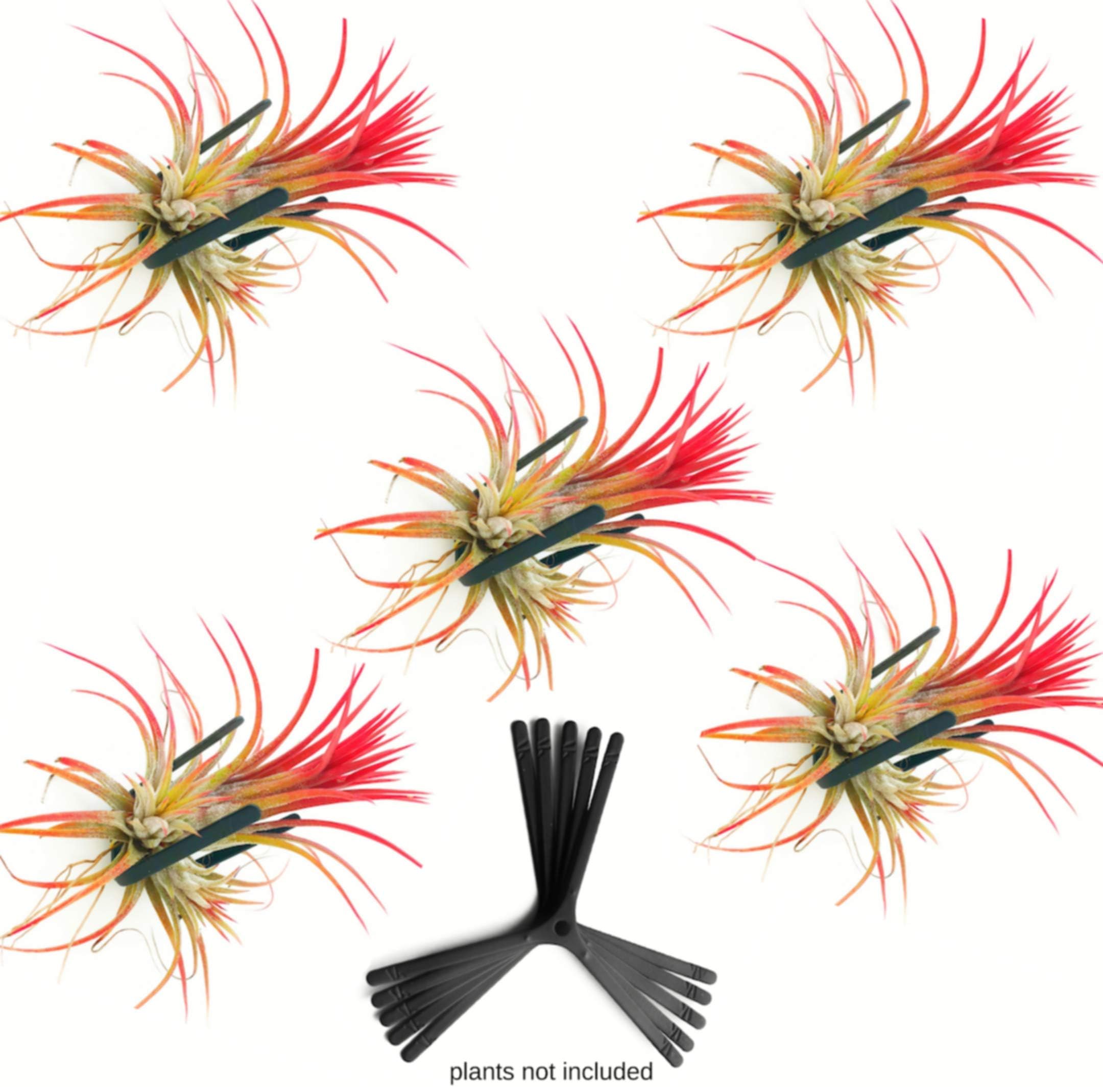 ArtAK Wall Planters for Air Plants & Orchids | Vertical Mount Holders | Hanging Terrariums & Plant Hooks | Indoor/Outdoor Modern Display (Plants Not Included) – Set of 5 Air Knots B5