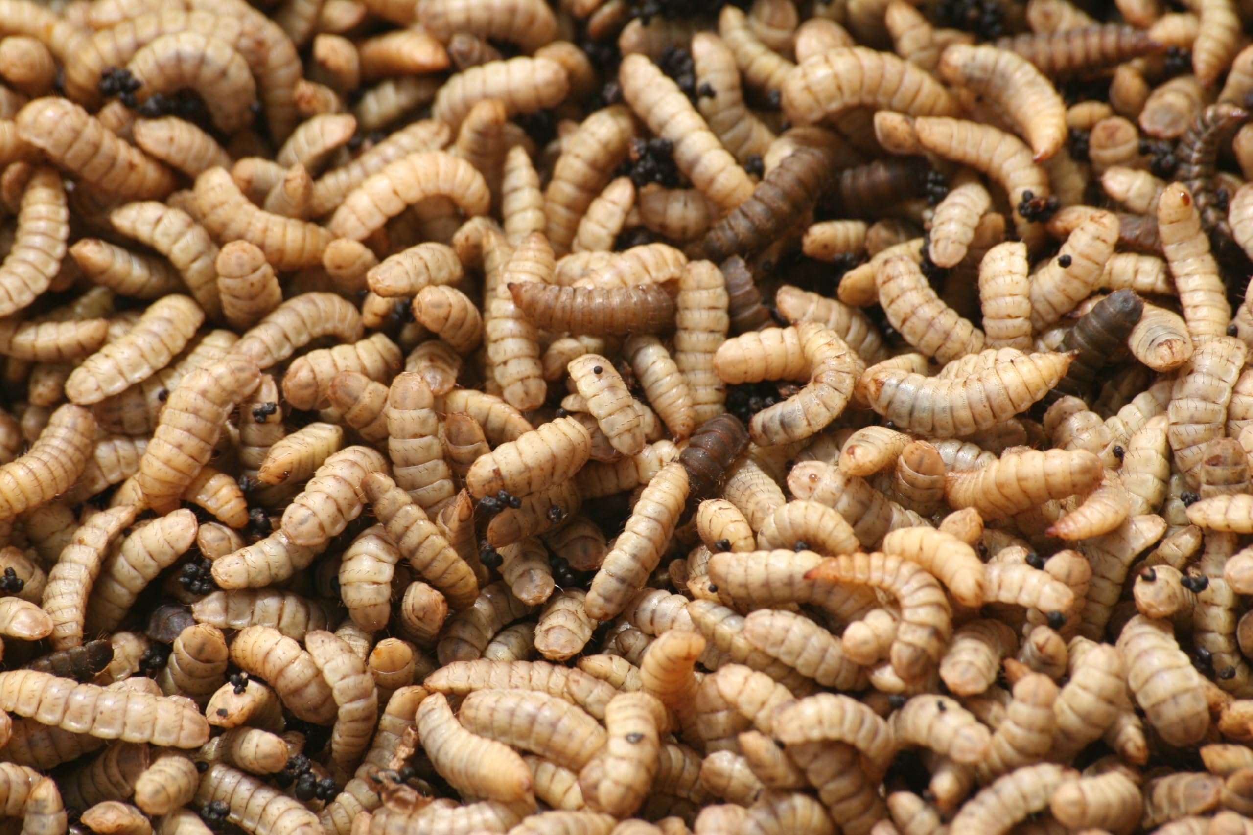 2000 x Genuine UK Grown Live Calci Worms | Mealworm Replacement | Bird/Hedgehog Food/Feed