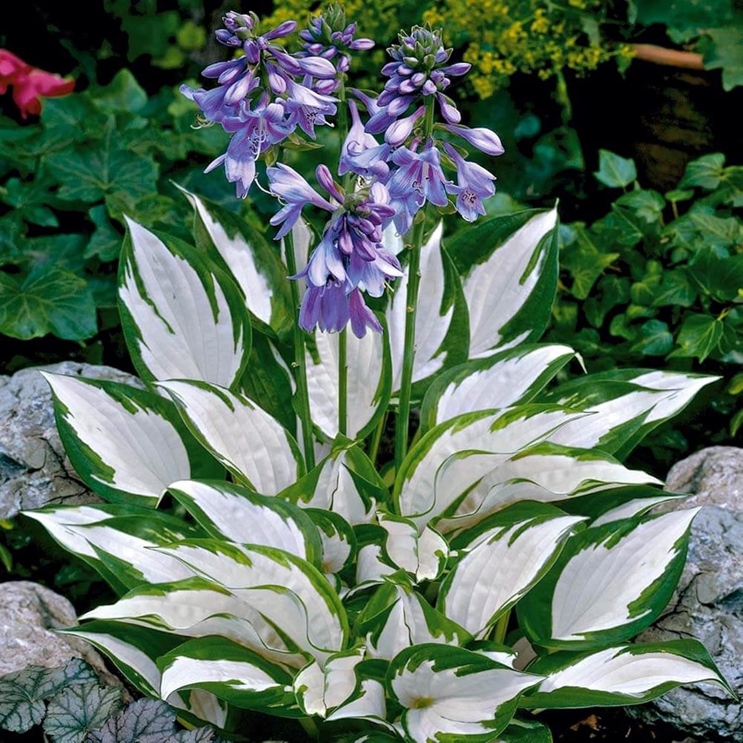Hosta Tubers Bulbs Bulk Flower Plant Planted Lovely Perennial Can Grow Well in