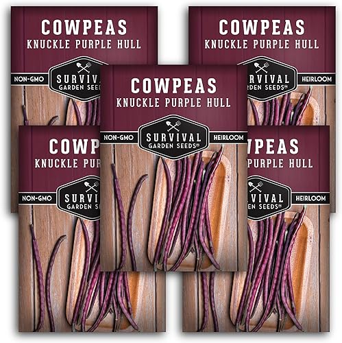 Paquete de 5 semillas de caupí de cáscara morada Knuckle para plantar, paquete con instrucciones para cultivar guisantes deliciosos y nutritivos en