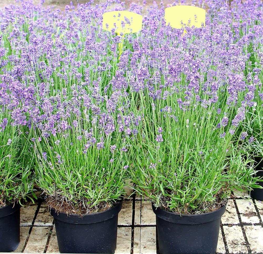 6 x Lavender Hidcote 9cm Potted Live Plants