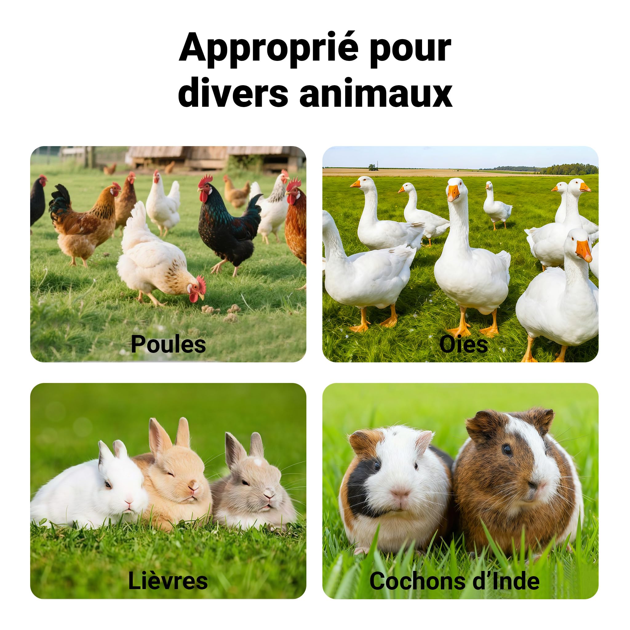 Wiltec Poulailler avec Nichoir & Enclos – 3100 x 1500 x 1500 mm – en Bois – avec Bac à crottes Amovible – Cage Maison pour Petits Animaux, Poules, volaille Clapier Basse-Cour