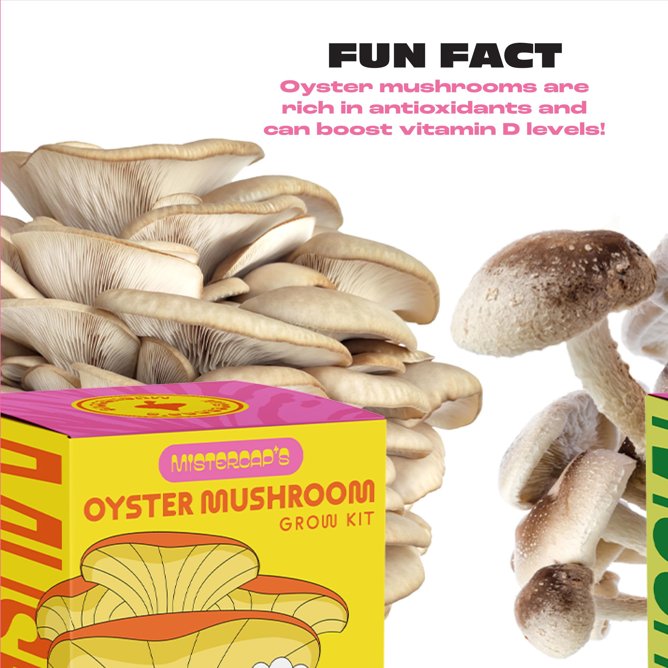 mushroom　準備中 Amazon.co.jp: NuBlume ShroomBloom All-in-One Mushroom