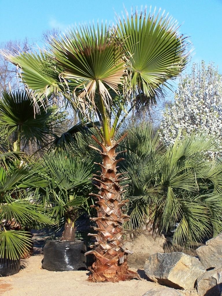 Palmier Washingtonia Robusta écorcé triple troncs 10m - Royal Palm Aix