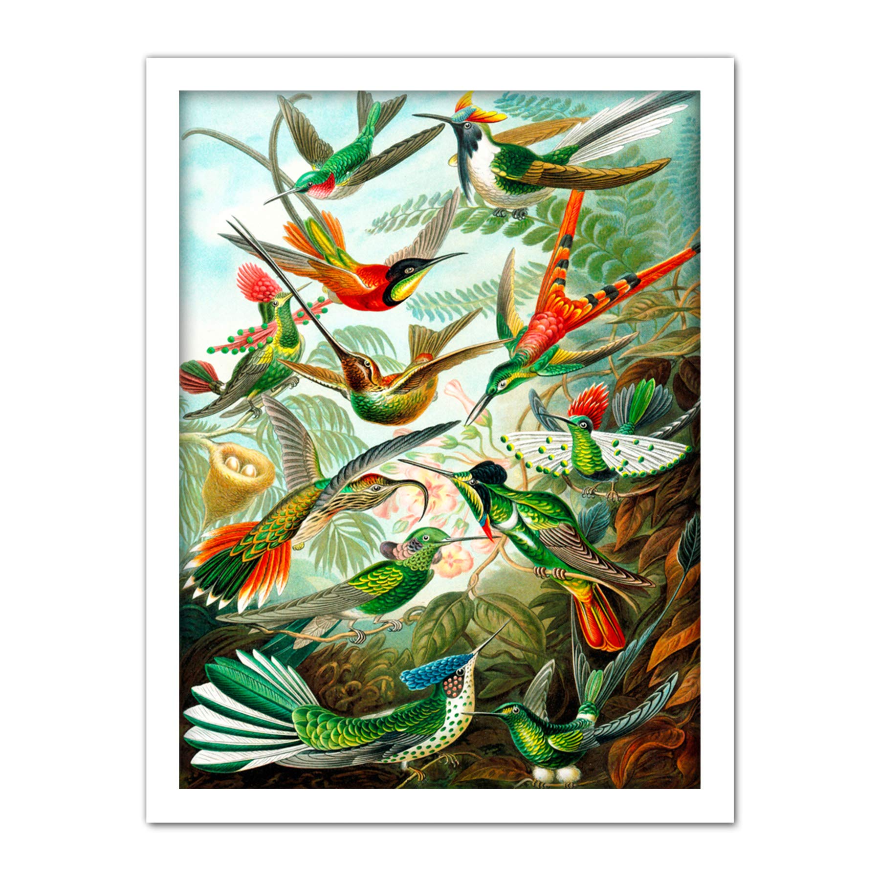 Wee Blue Coo Haeckel Plate 99 Hummingbirds Artwork Framed Wall Art Print 18X24 Inch