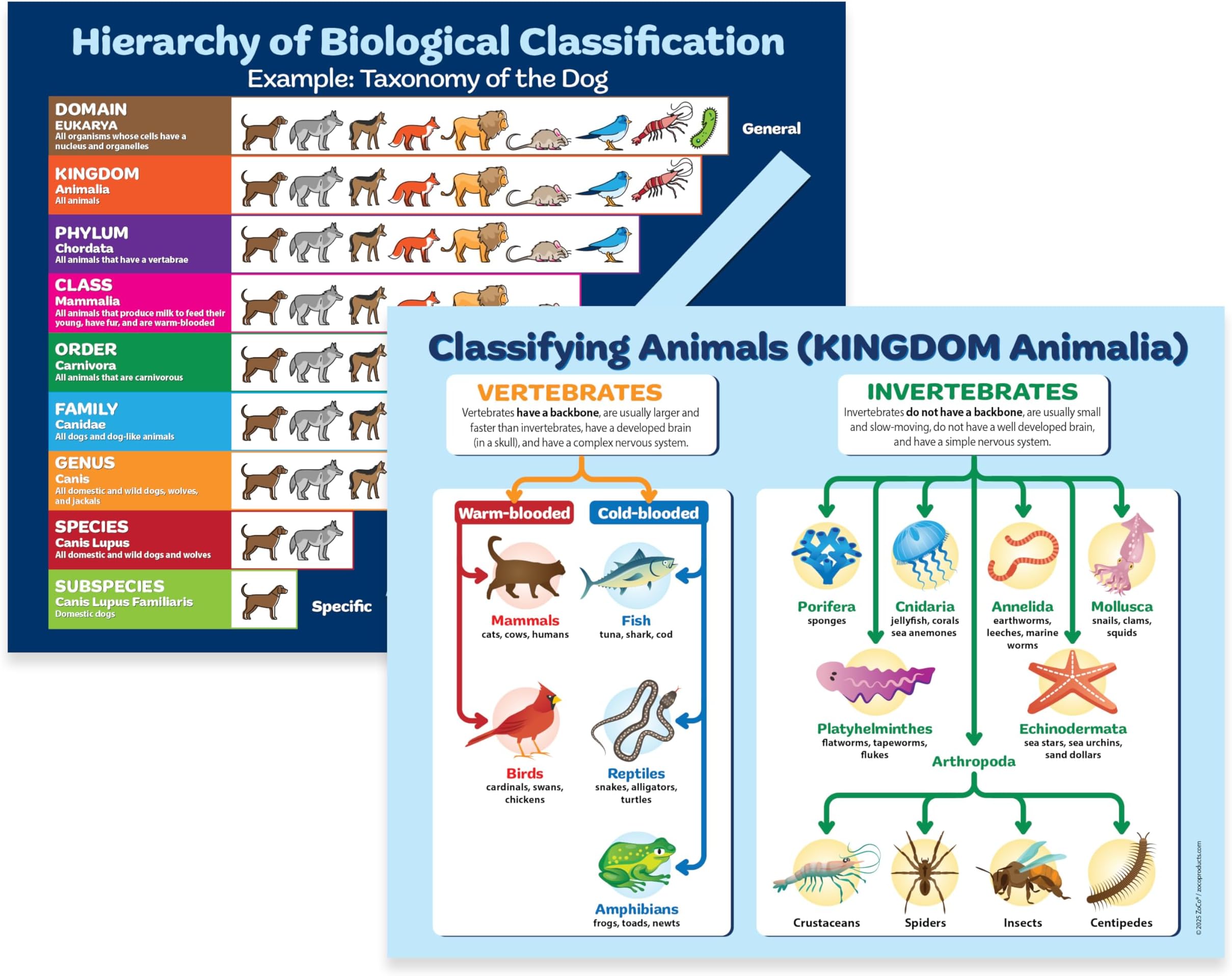 Taxonomy Posters (2 Pack)