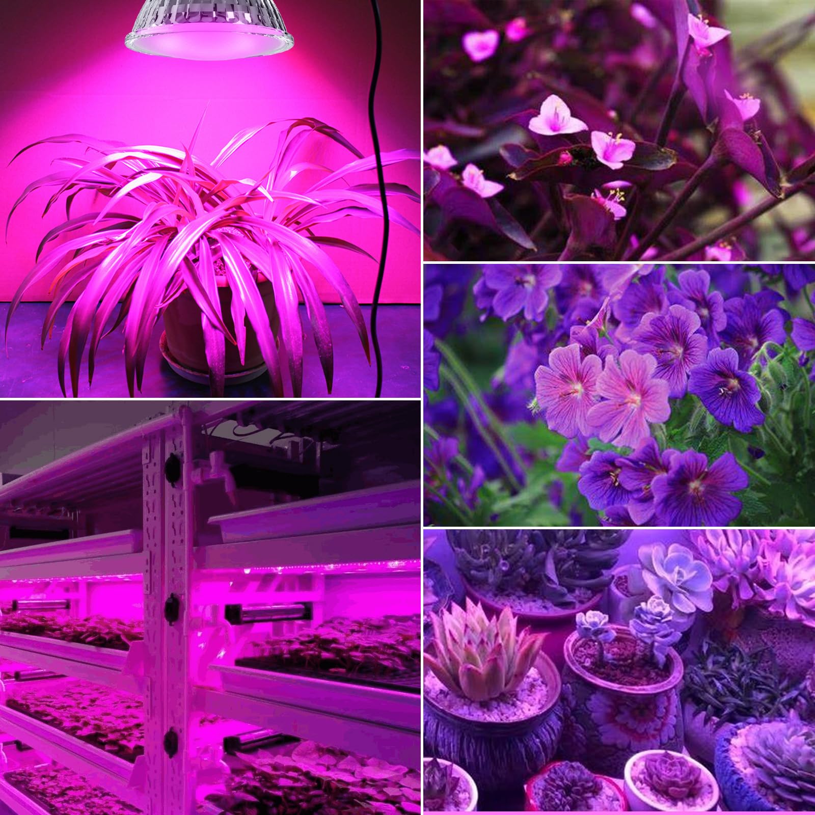 ANTELA Lámpara de Planta Interior LED Luz Morada,GU10 E27 Lampara Cultivo Espectro Completo Apto 3.5W para Todo Tipo de Plantas Pequeñas, Verduras y Frutas,5PCs