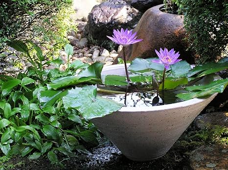 Amazon はなみどり 香る睡蓮ものがたり 1セット 花