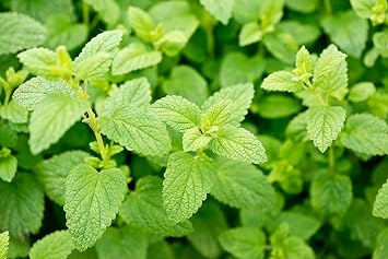 Lemon Balm Seeds for Planting Aromatic Perennial Herb for Tea and Culinary Use Suitable for Garden Beds or Containers