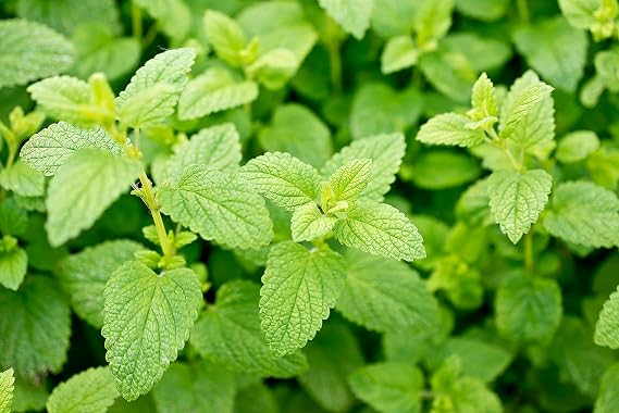 Lemon Balm Seeds for Planting Aromatic Perennial Herb for Tea and Culinary Use Suitable for Garden Beds or Containers