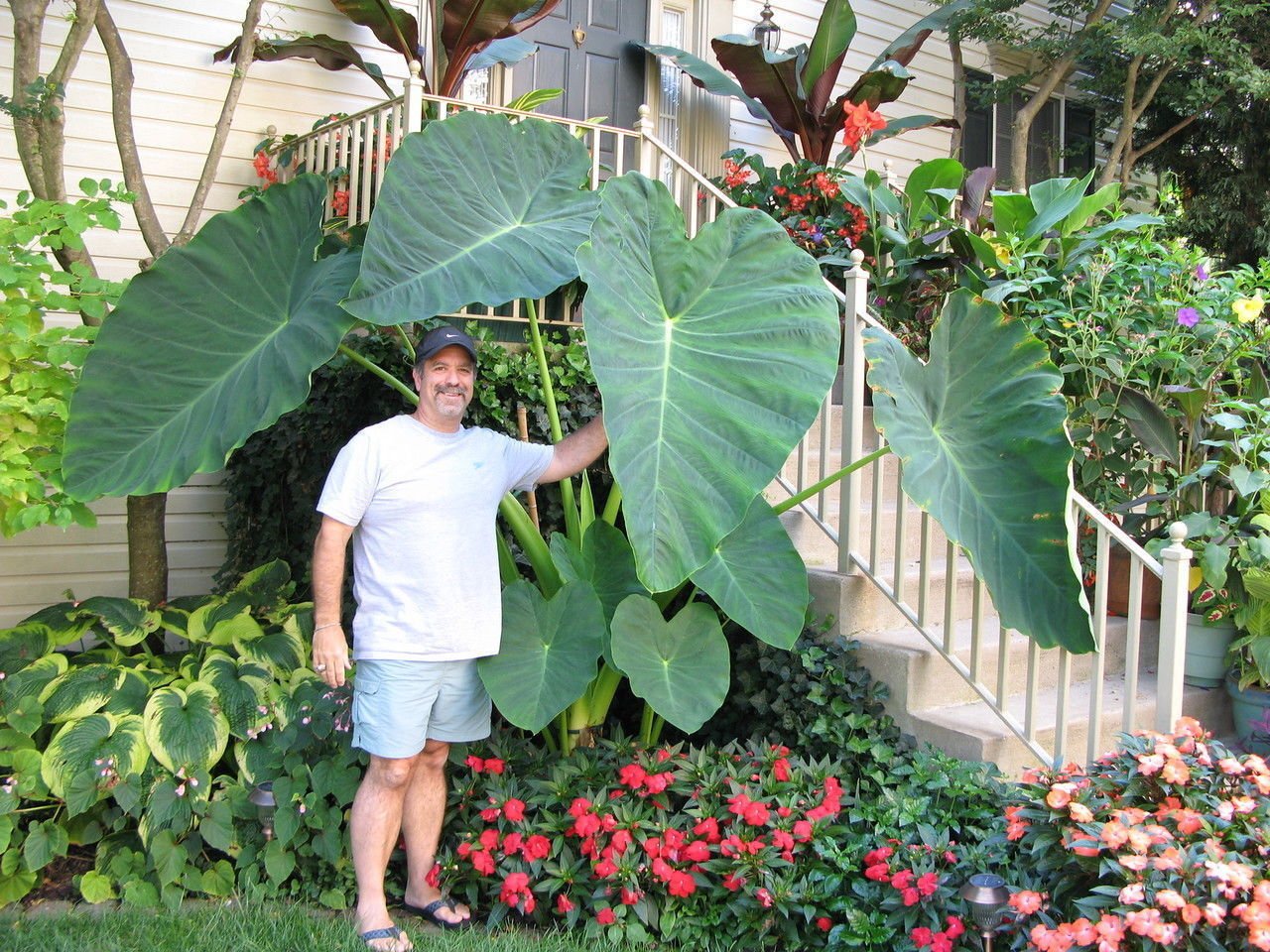 Amazon.com : LIVE BULBS Colocasia gigantea Thailand Giant Thai Giant  Elephant Ear Huge Leaf 6 Bulbs : Patio, Lawn & Garden
