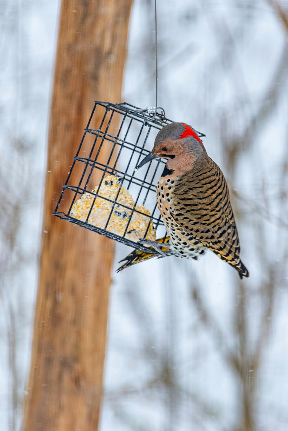 CountryMax Backyard Seeds Suet Cakes for Wild Birds - No Melt Food for Woodpeckers, Cardinals, Chickadees, Goldfinches, Juncos 11.25 Ounces (Variety Pack) (12 Count)