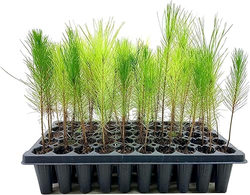 Miniatura 3 de Loblolly Pine Tree Plants  10 plántulas vivas  Pinus Taeda  Árbol de hoja perenne de rápido crecimiento para paisajismo  Plantas ideales para