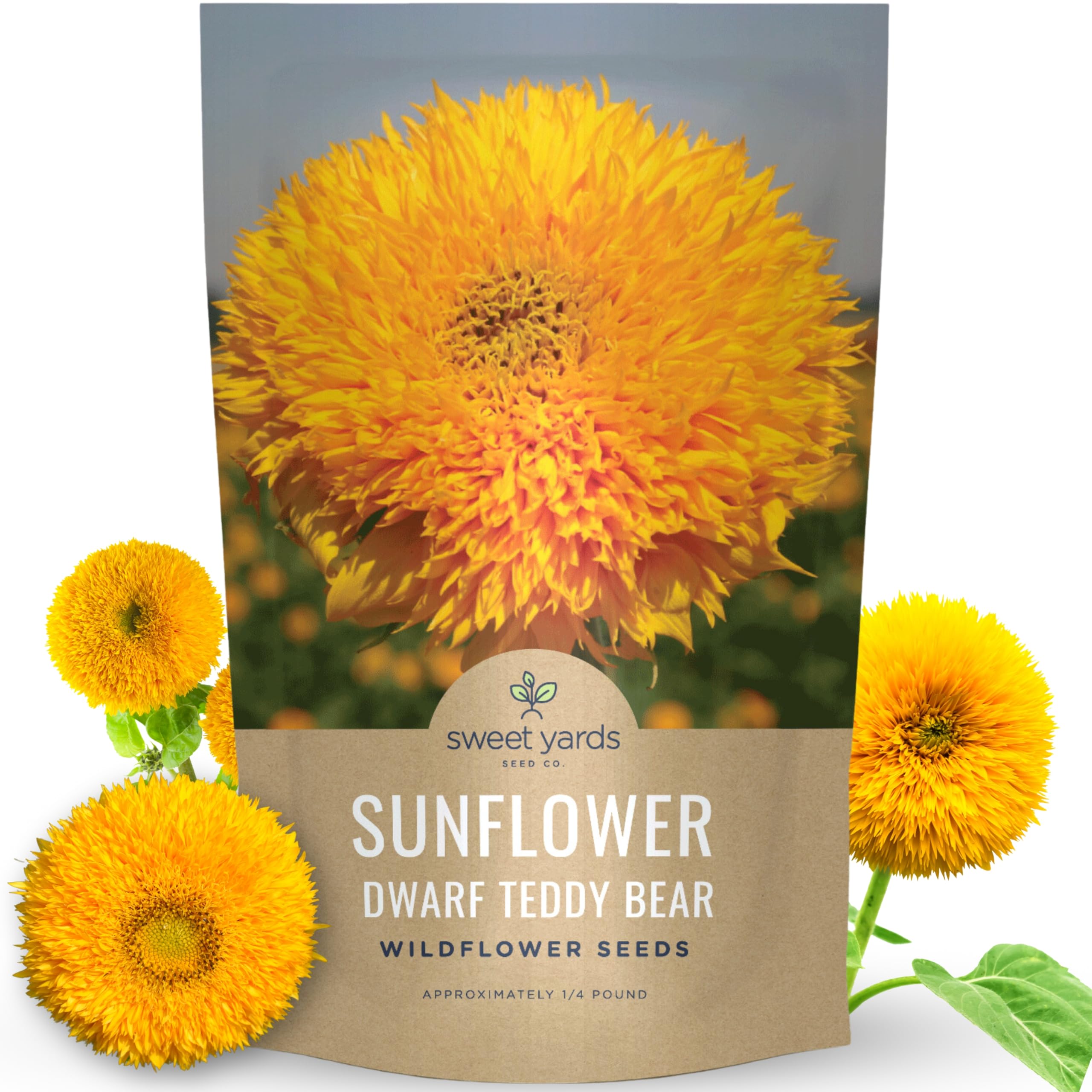 Sweet Yards Dwarf Teddy Bear Sunflower Seeds