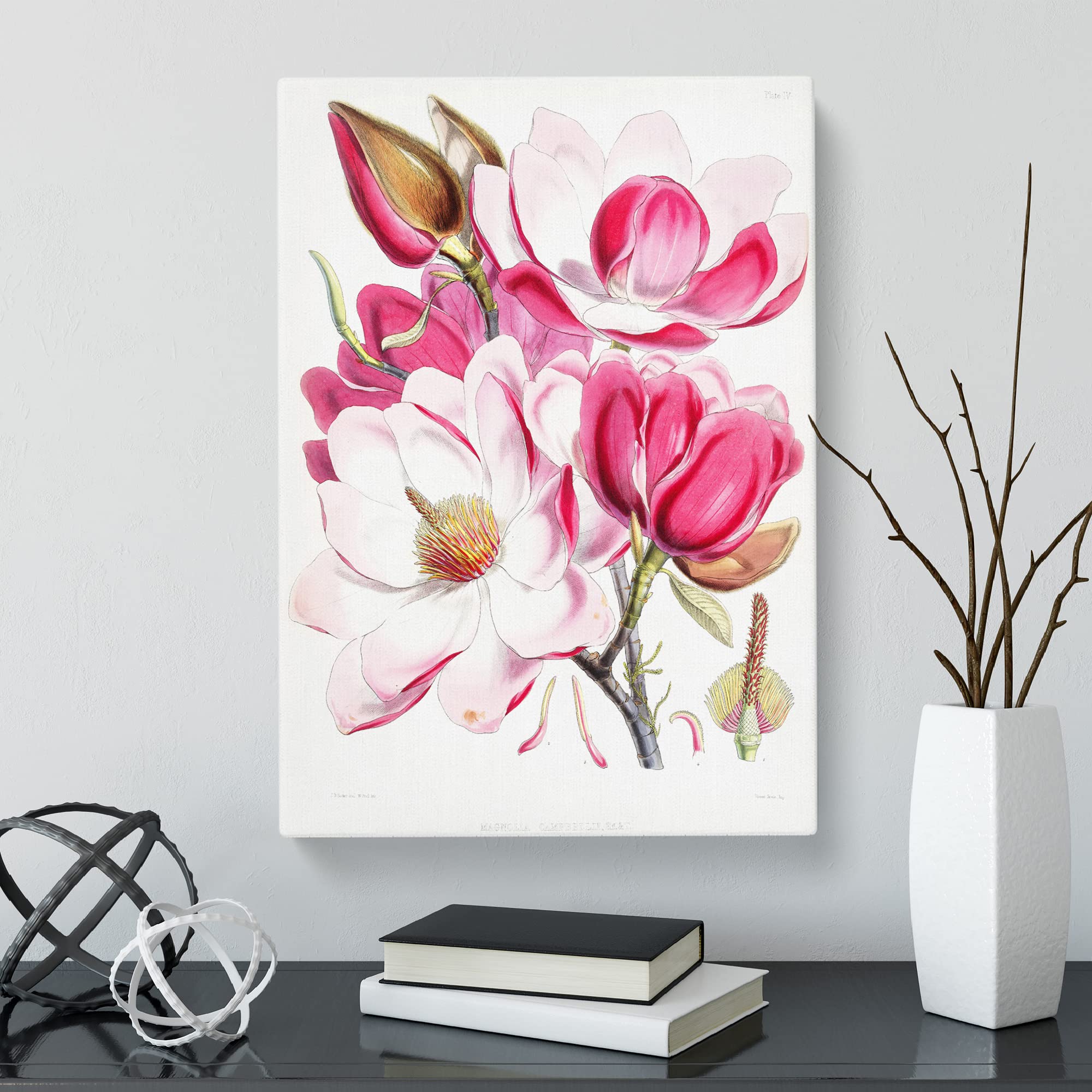 Himalyan Magnolia Flowers By W. H. Fitch Canvas Print, Mixed, 25L x 50W cm - Image 2