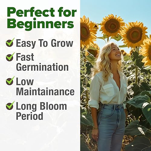 Miniatura 7 de HOME GROWN Semillas de girasol para plantar  Más de 520 semillas de girasol de mamut gigante para plantar paquetes a granel  reliquia, alta