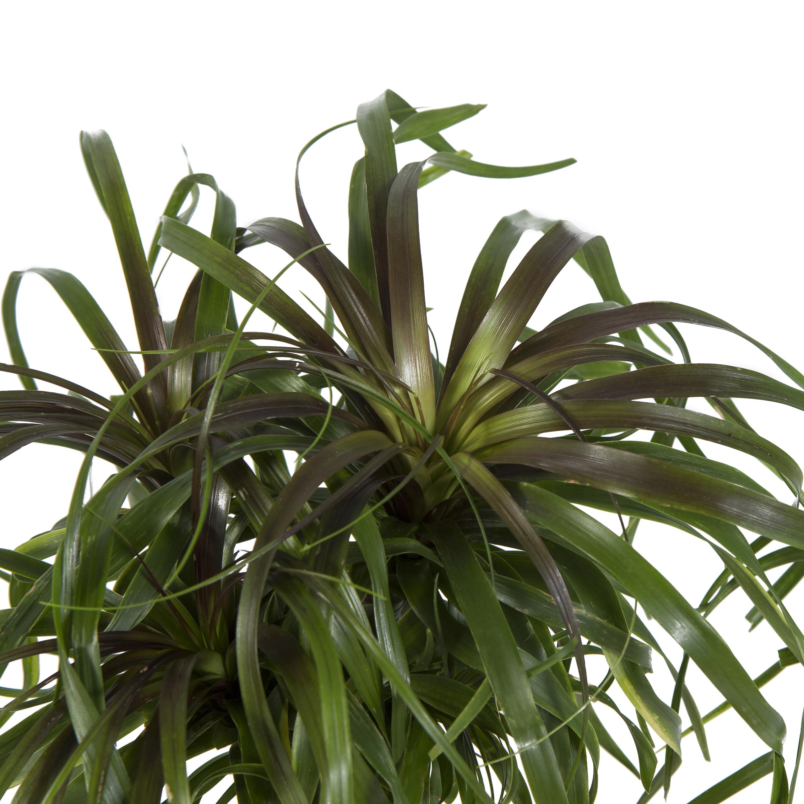 Cool Green - Planta natural interior - Beaucarnea - Apta para Mascotas