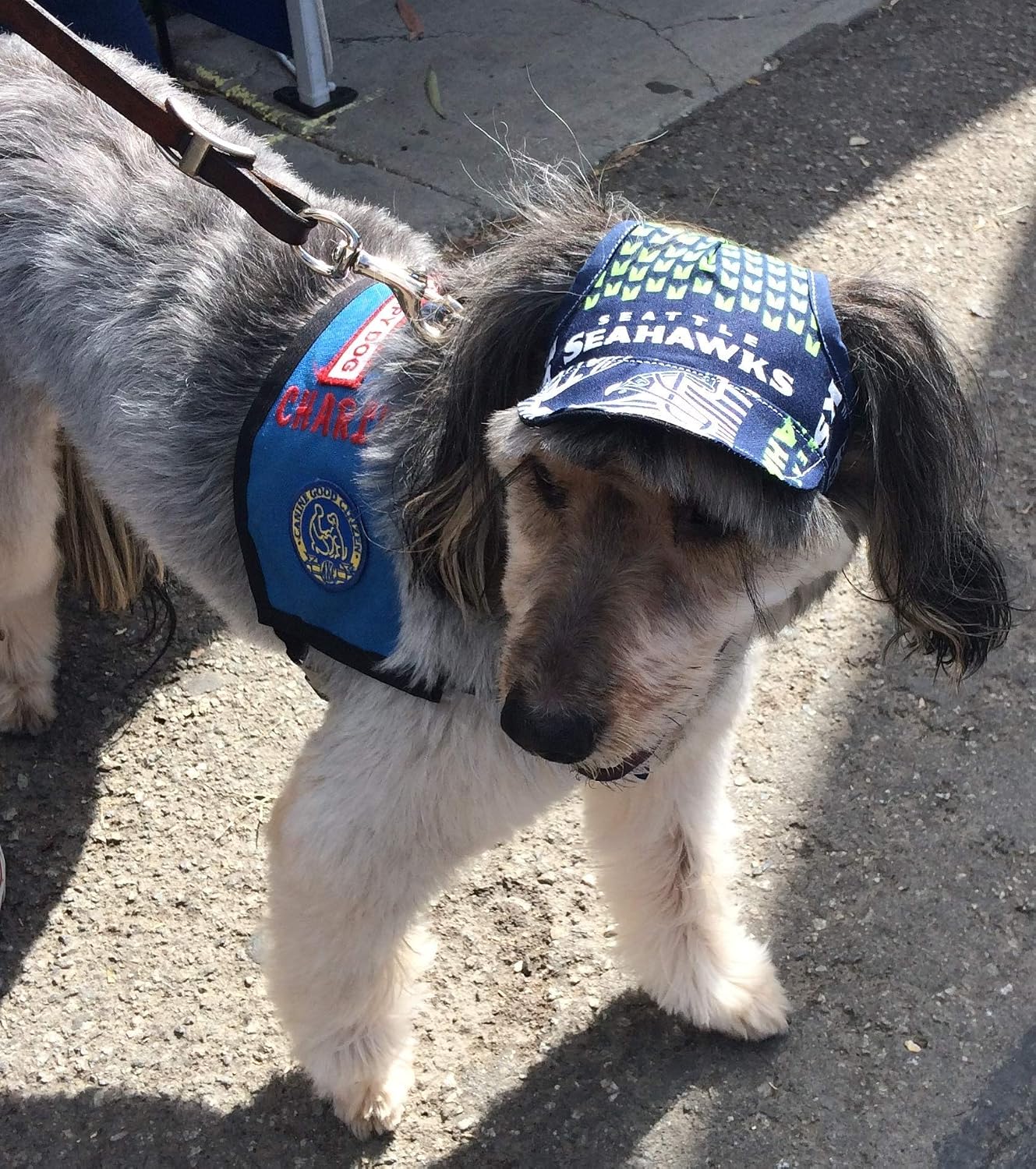 Amazon.com: Dog Hat - Seahawks Sports 