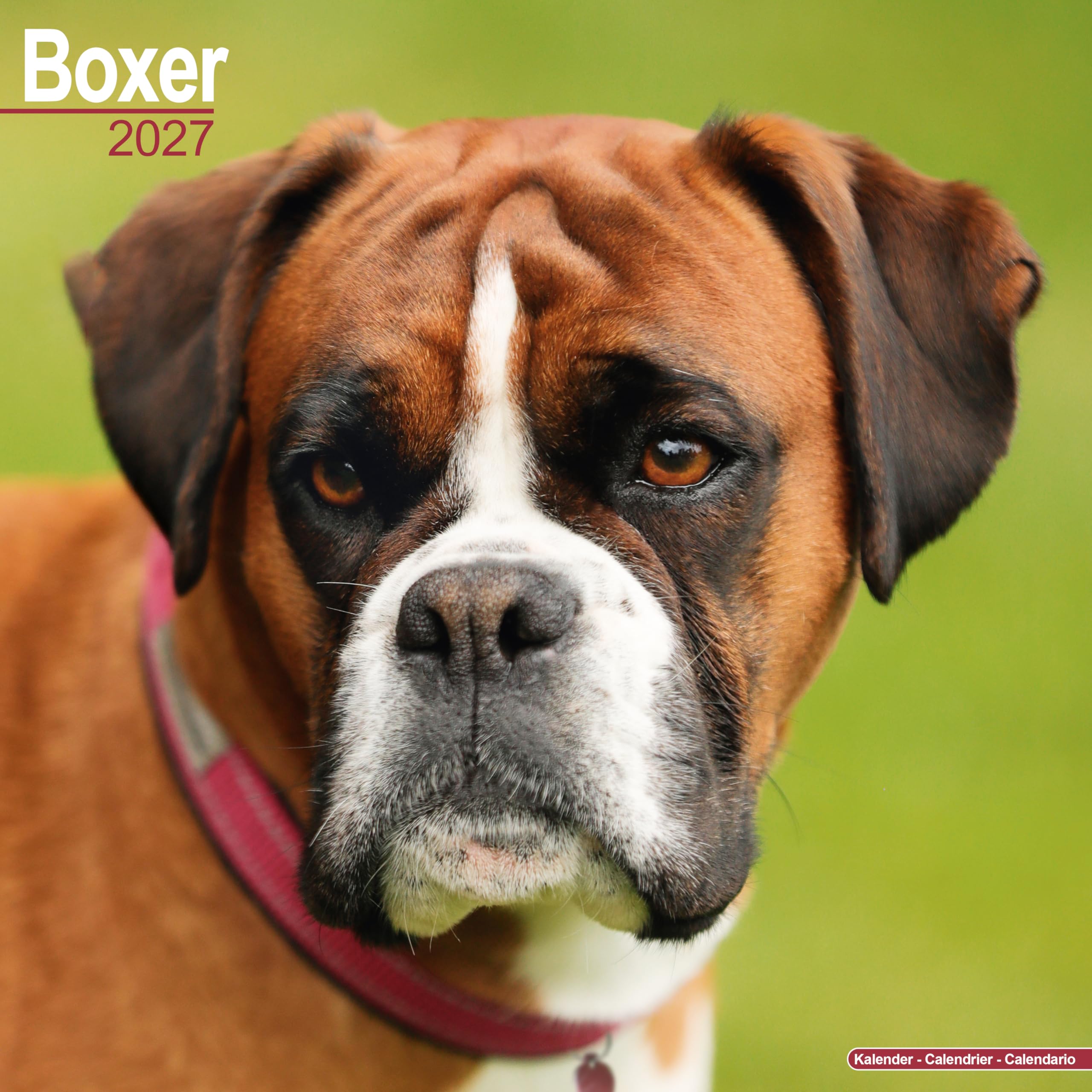Boxer 2027 Calendar | Square Wall Calendar | Dog Breed Gift | Plastic Free Packaging | by Avonside Publishing