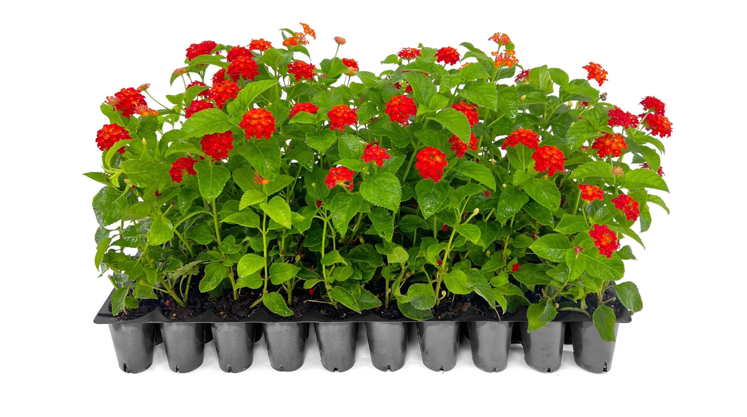 Amazon.com : Lantana Dallas Red | 3 Live Plants | Lantana Camara