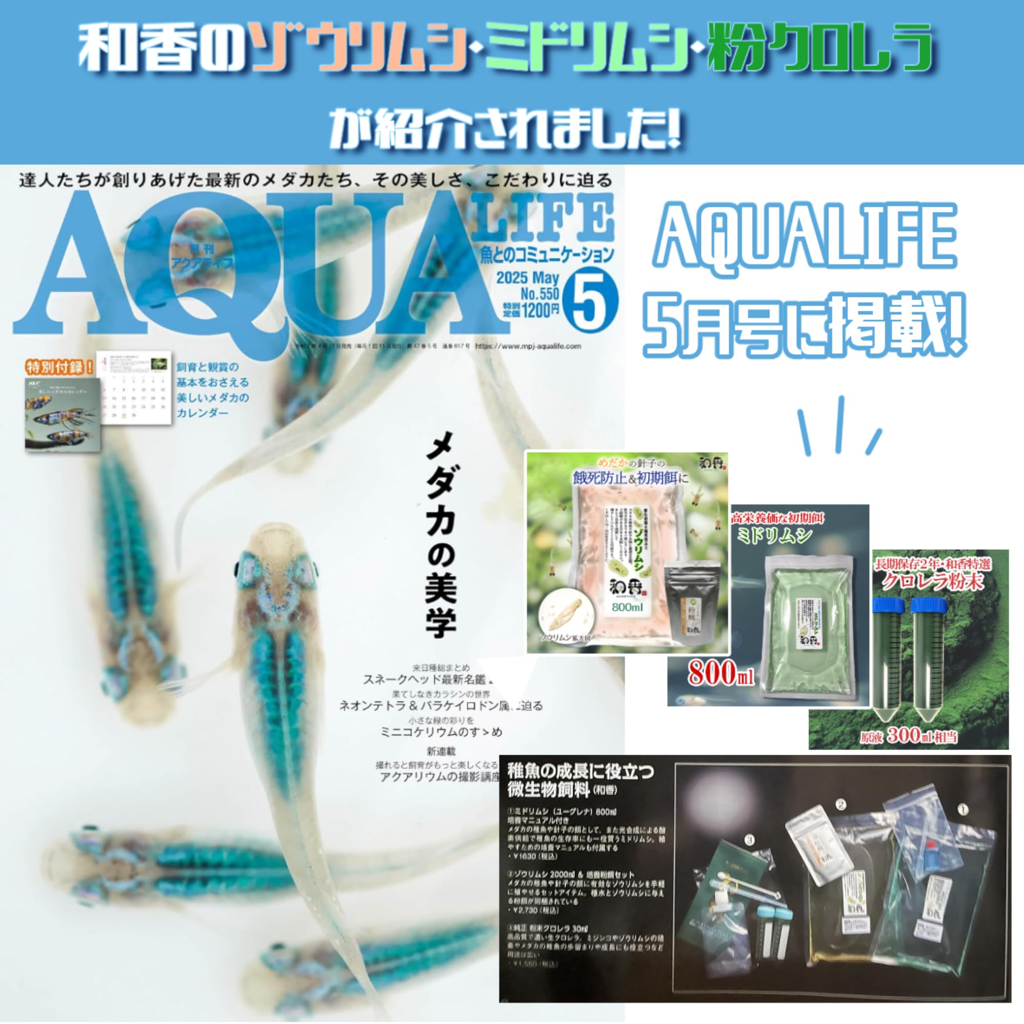 ★極上品質★ 和香 粉末クロレラ 原液500ml分 (長期保存) 生クロレラ グリーンウォーター メダカ ミジンコ