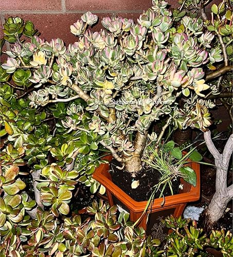 1pcs Crassula Ovata Variegata Variegated Jade Plant Tricolor Jade with