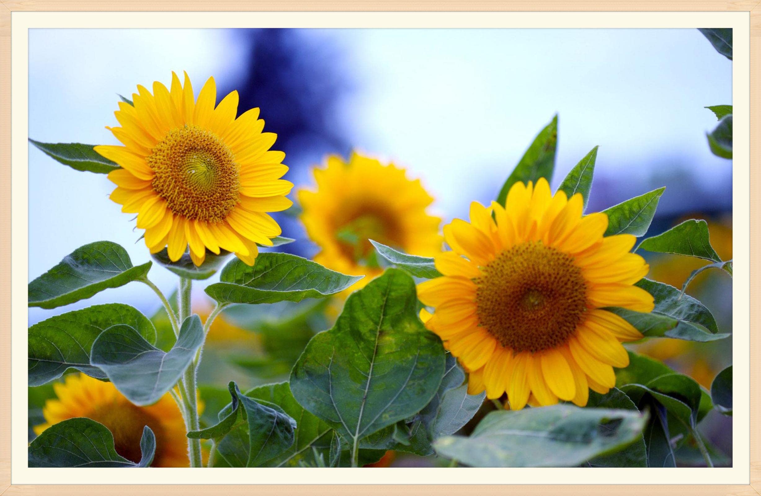 Puzzle 1000 Pezzi Per Adulti Con Girasoli, Formato 70x50 Cm. Poster Incluso. Idea Regalo E Decorazione Da Parete Floreale - 5