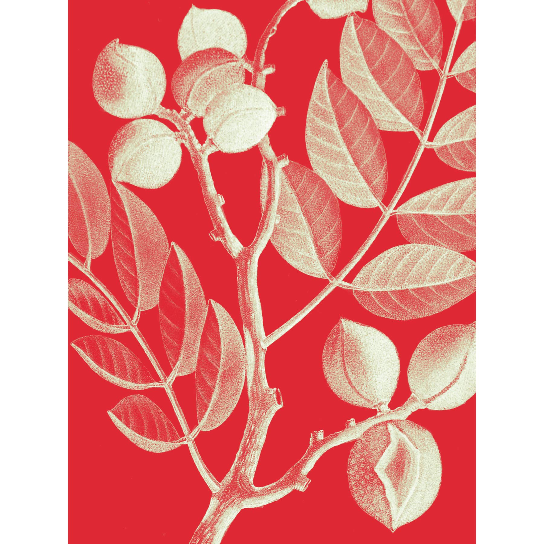 Wee Blue Coo Modern Bold Biodiversity Red Plant Extra Large XL Wall Art Poster Print