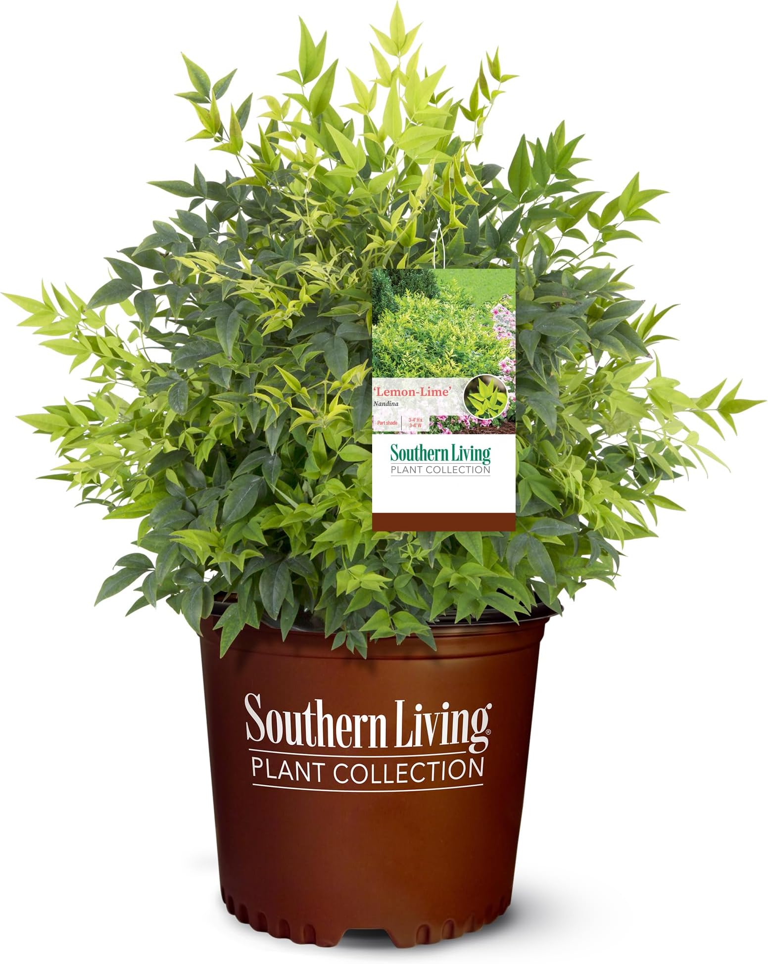 Southern Living 2 Gal. Lemon Lime Nandina Shrub