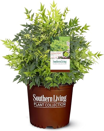 Arbusto Southern Living Lime Nandina de 2 galones