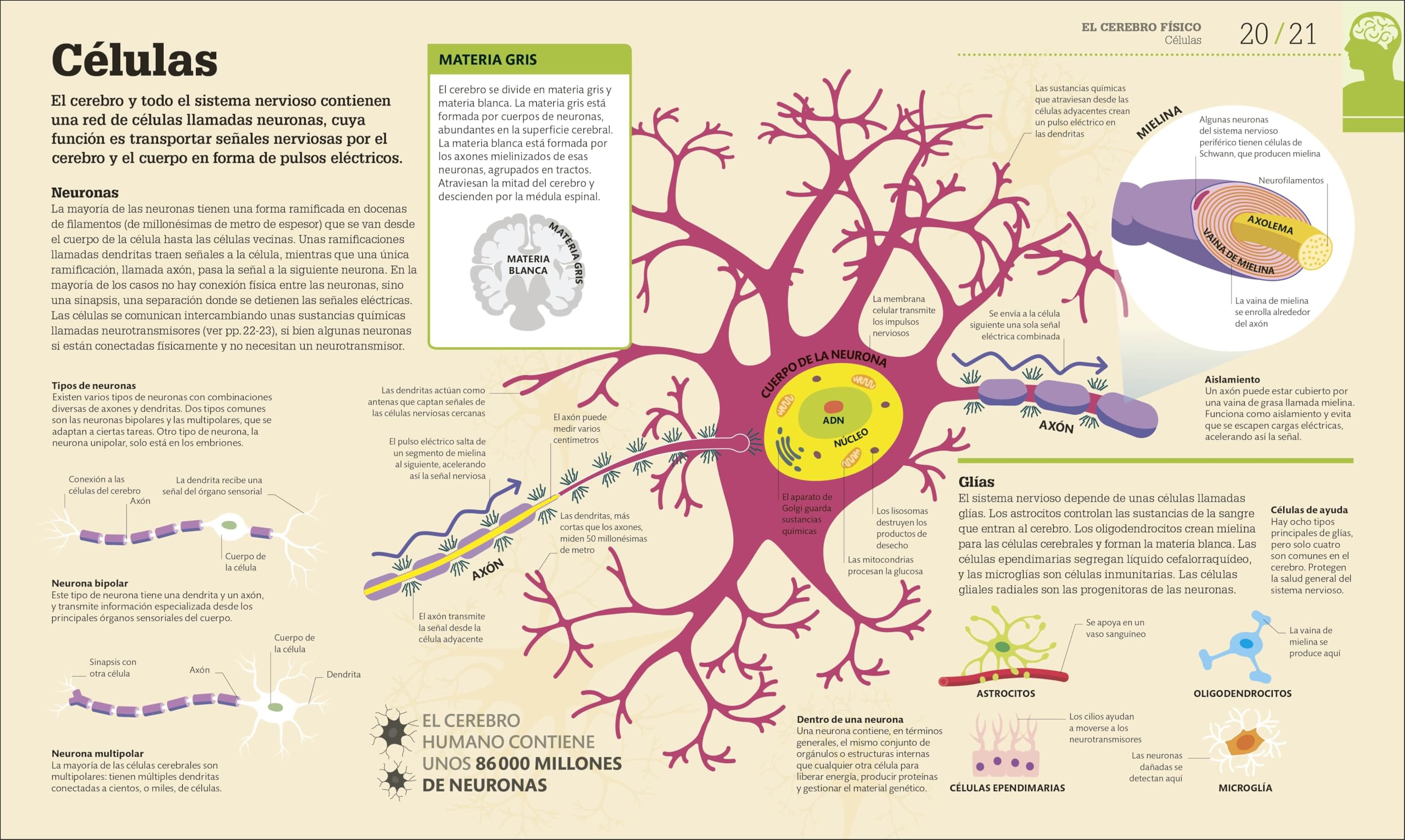 Cómo funciona el cerebro: Guía gráfica de neurociencia