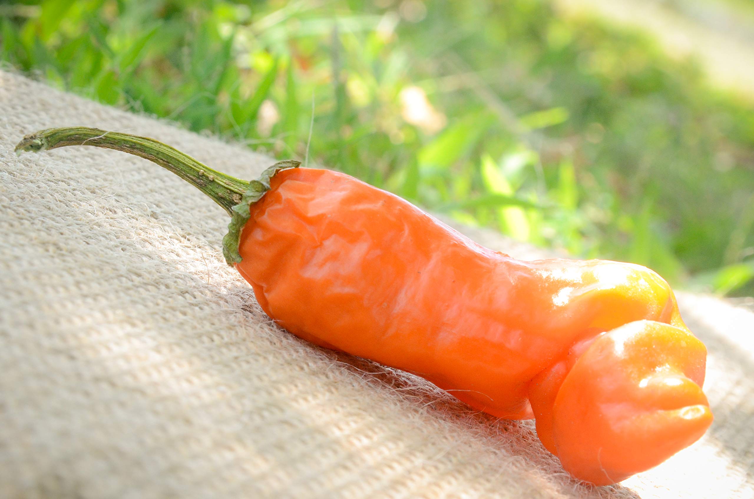 Orange Peter Chili Willy Heirloom Pepper Premium Seeds for Planting Packet + More