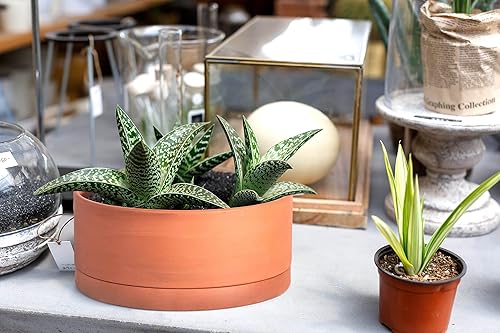 Miniatura 7 de D'vine Dev Maceta de terracota poco profunda de 8 pulgadas con orificio de drenaje y platillo, maceta cilíndrica redonda para plantas y flores,