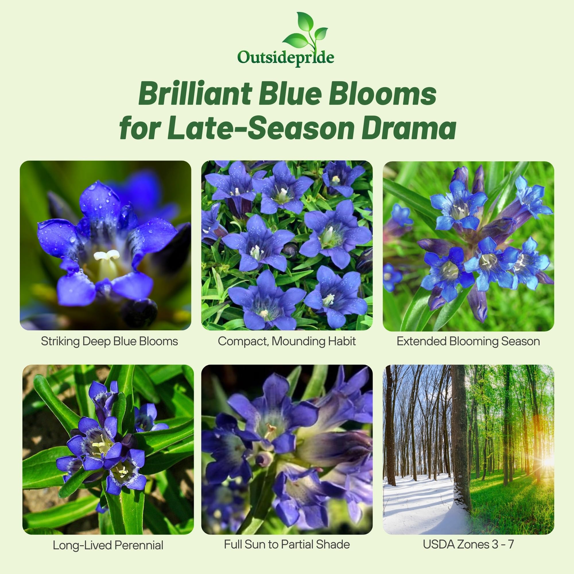 Amazon.com : Outsidepride Nikita Gentian Seeds - 500 Pcs Perennial