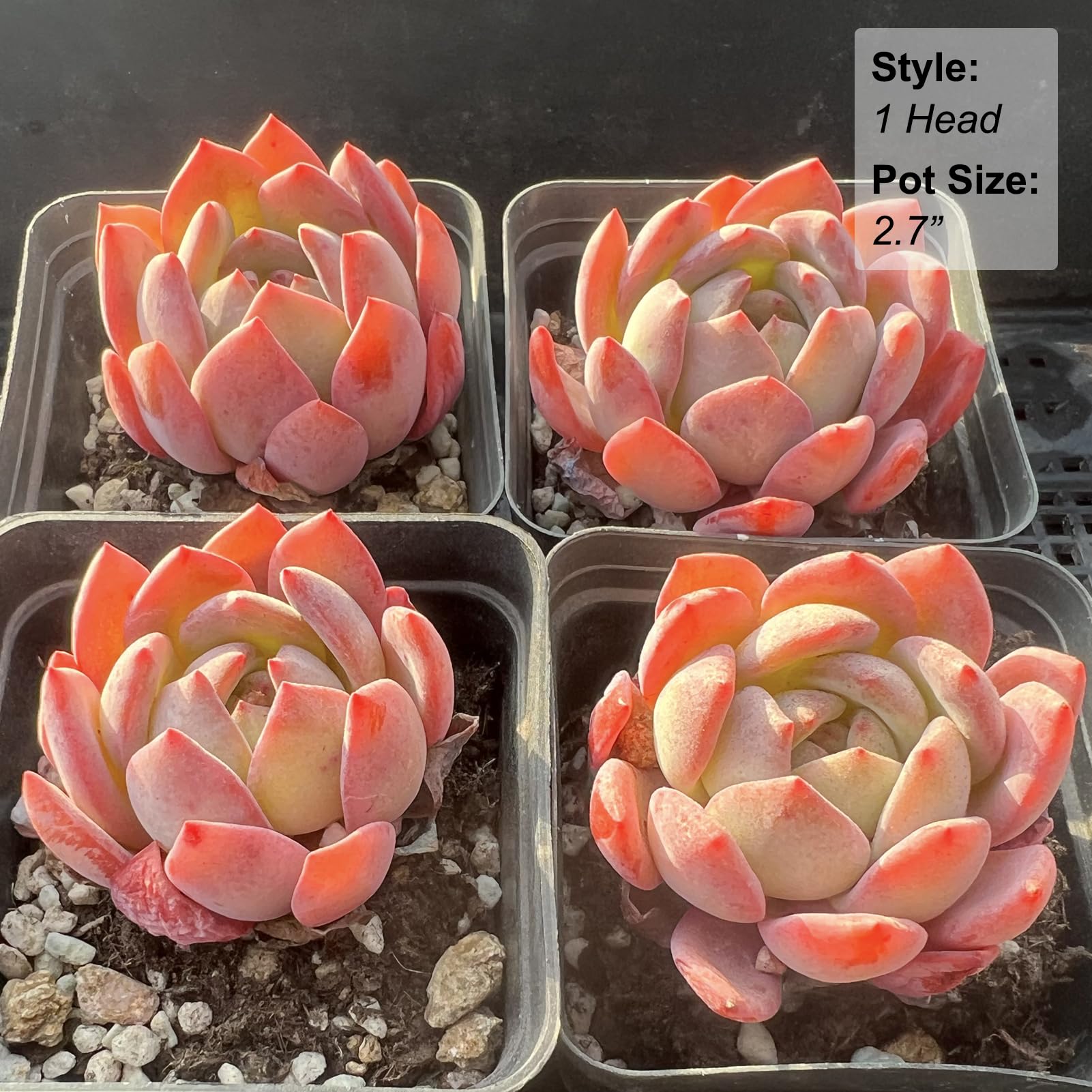 Amazon.com : Echeveria Star Mark Rare Live Succulent Plants, 1