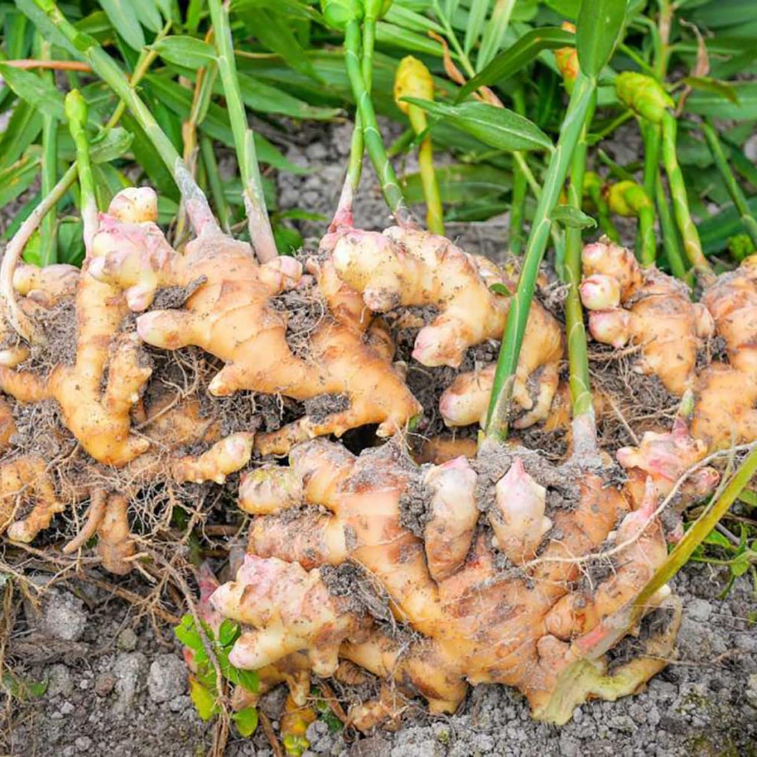 Amazon.com : 2 Ginger Plants Live for Planting Outdoor, 5 to 8 Inc