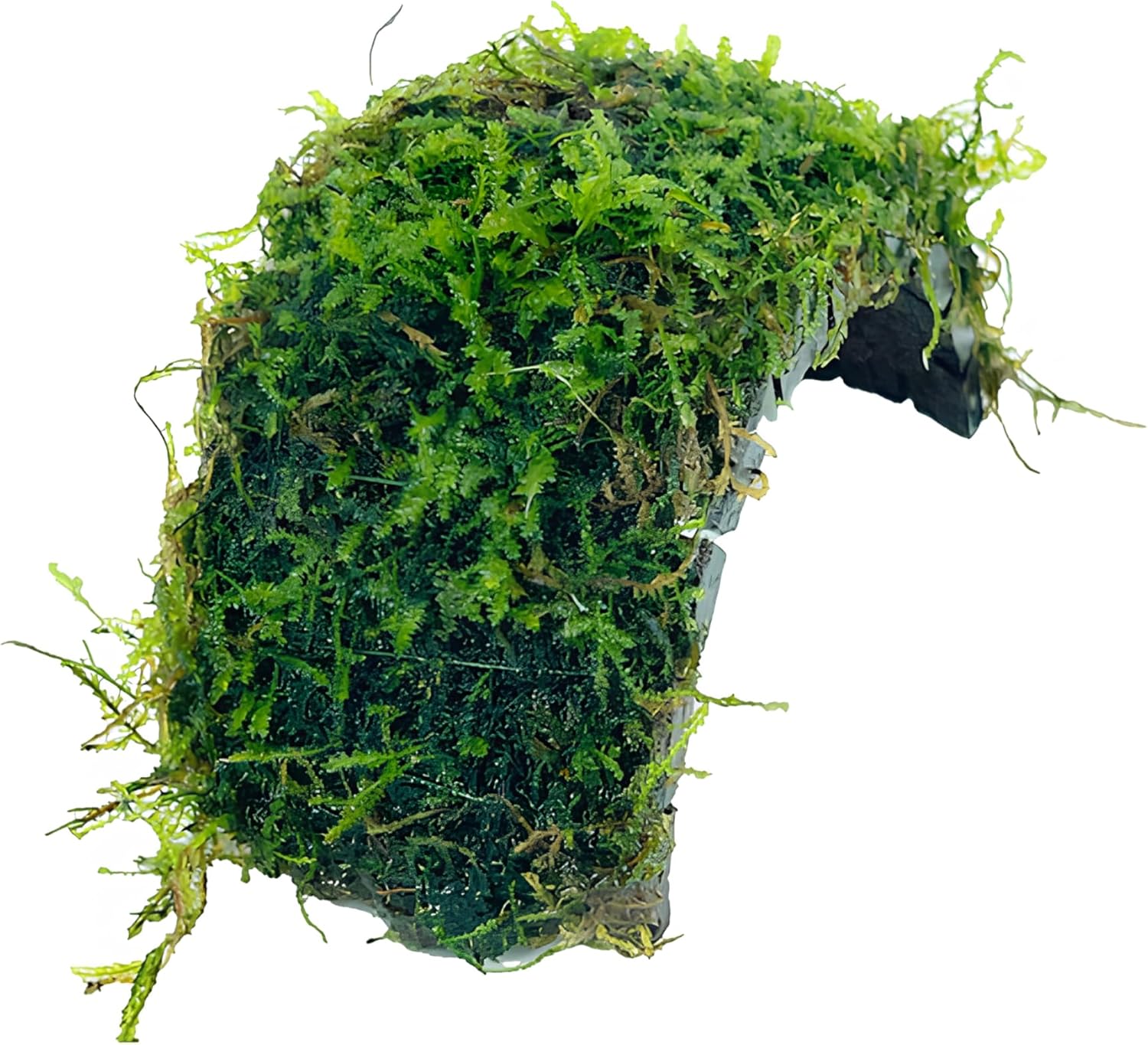 Java Moss on Coconut Shell Driftwood Bridge Live Aquatic Plant for Freshwater Fish Tank Decoration